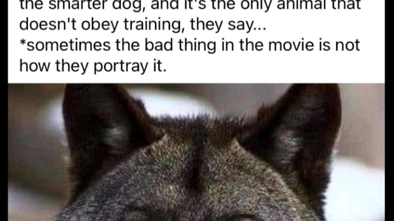 The Truth About Wolves