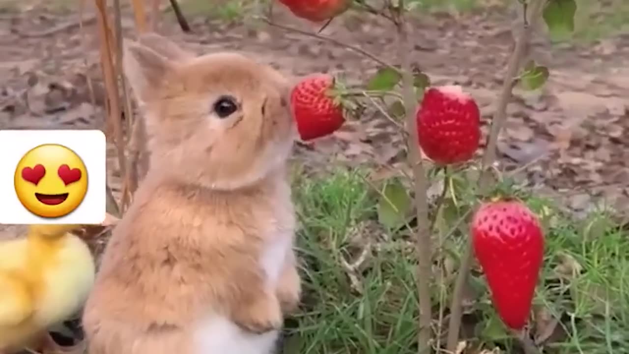 Too Cute to Handle: Baby Animal 😍❤️