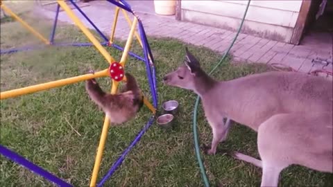 Baby sloth video
