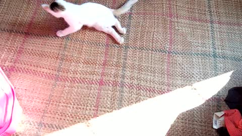The Sweetest Paralyzed Kitten