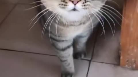 Cat is shocked