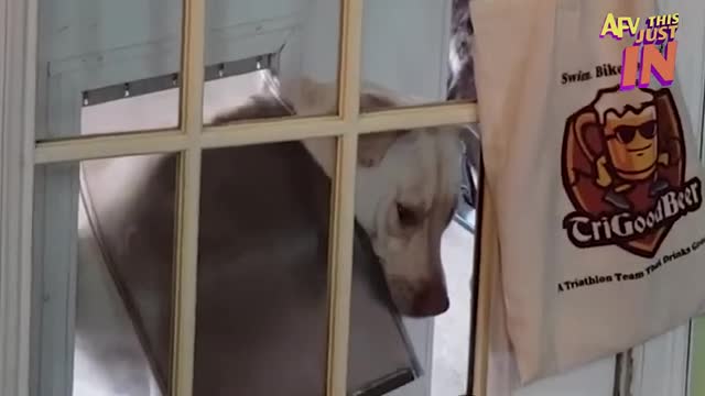 Try Not To Laugh Challenge! 😂 Funniest Fails of the Week | Live AFV