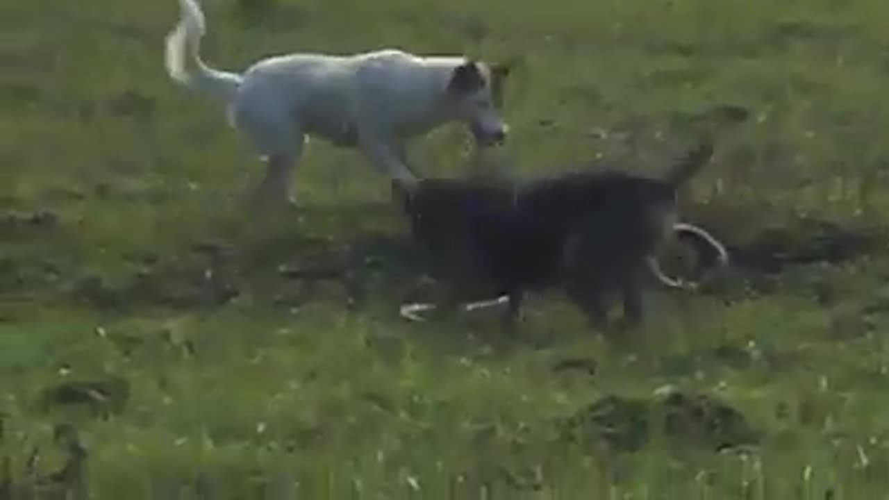 Dog vs snake