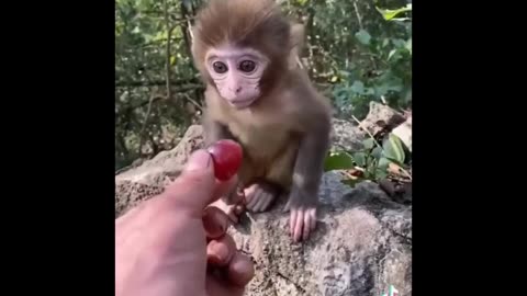 Cute baby animal