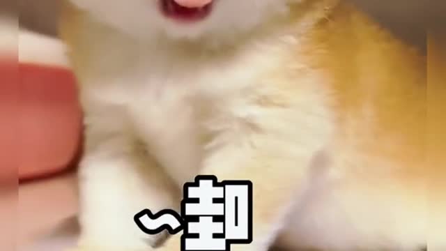 Wawawawawawa#pet #cat #fyp #foryou #cute