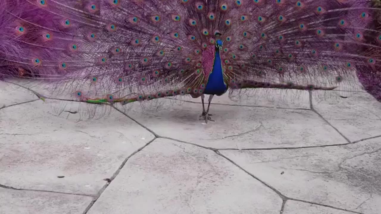 The Beauty Of The Peacock . Beautiful Peacock 🦚