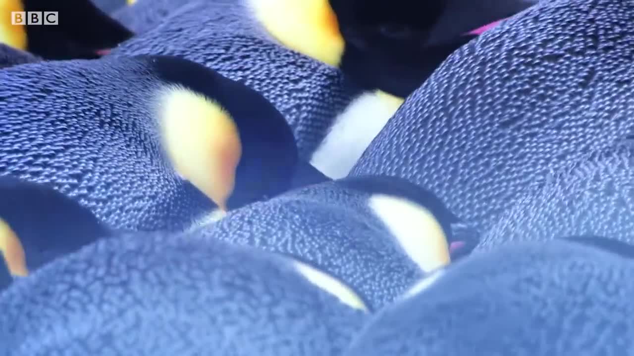 Emperor Penguin Mourns the Death of Chick | BBC Earth