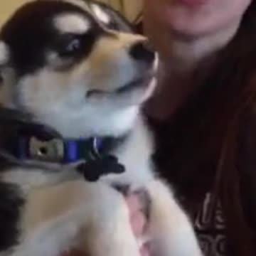 This Lil' Fella Has Got A Lot To Say! 🤣🤣🤣 #shorts