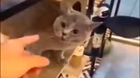 Cute cats videos