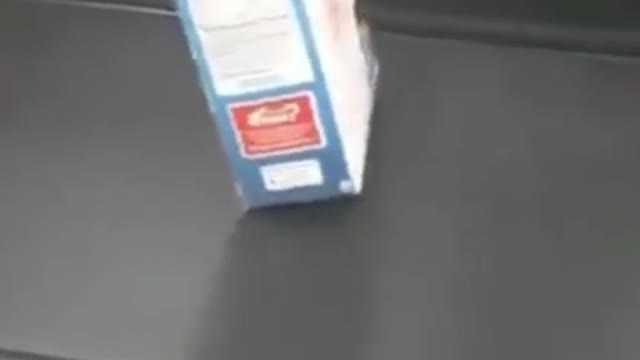 Funny videos of animals part 166