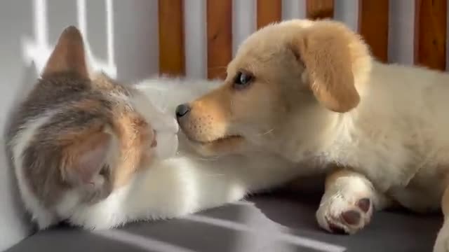 Baby Kitten wants to be friends with the Rabbit