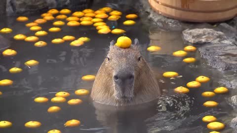 Wholesome capybara with an orange placed on his head