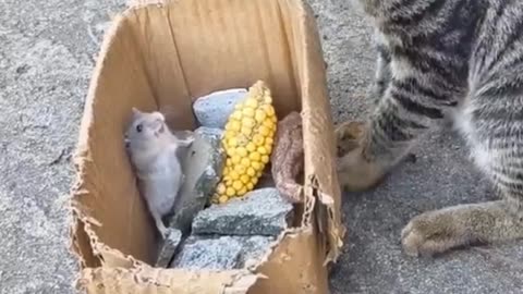 Funny cat