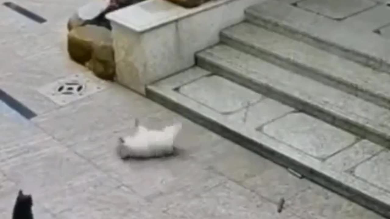 Failed Dog Pounce