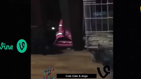 Funny animal