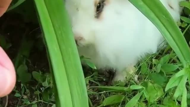 Cute Little Bunny Found