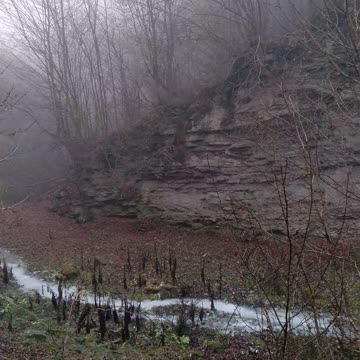beautiful trees on the rocks