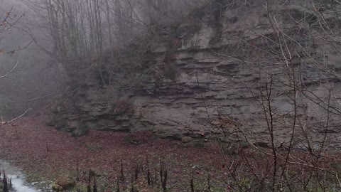 beautiful trees on the rocks