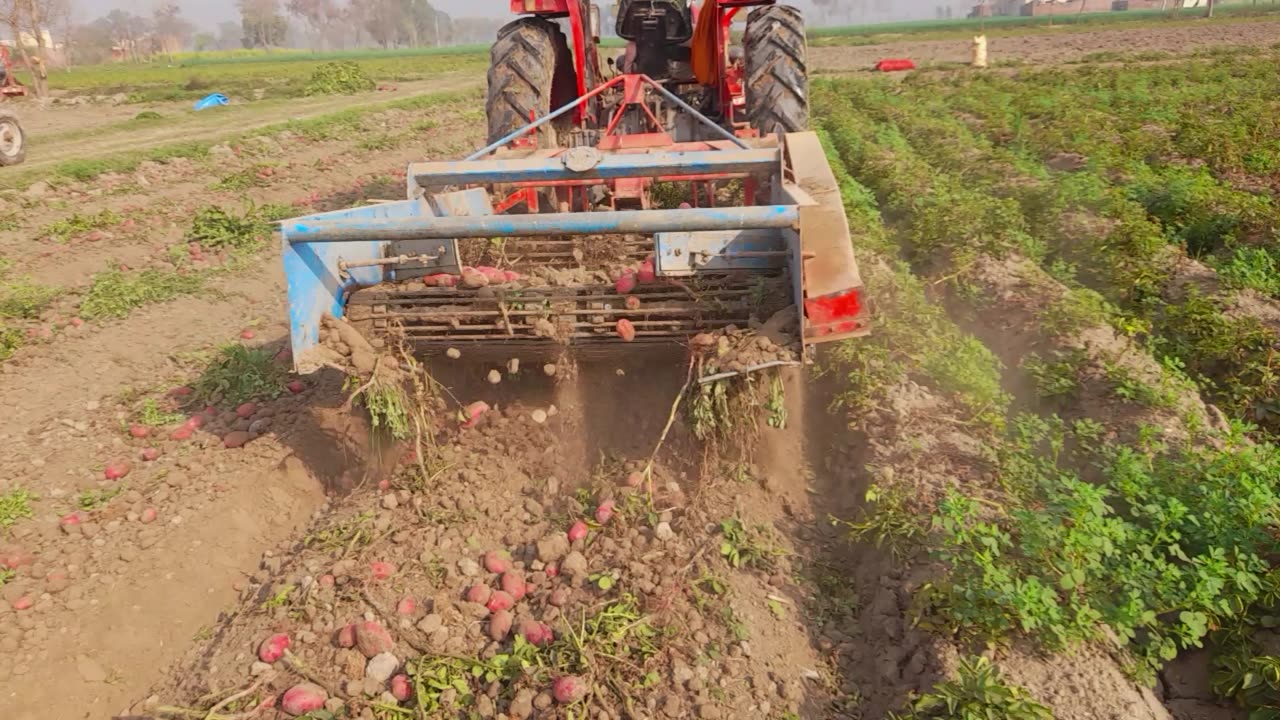 Potato 🥔 field in pakistan