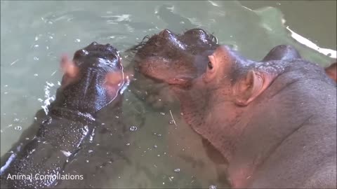 Baby Hippo swimming 🥽