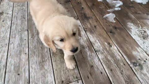 Best moments little cut puppy playing in the snow