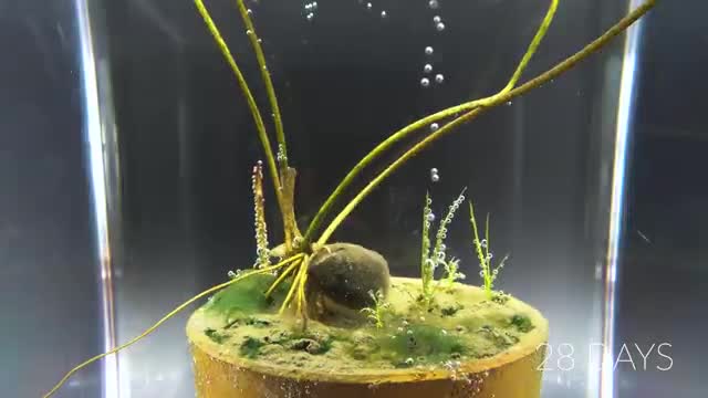 Growing Pink Lotus Seed Underwater Time Lapse