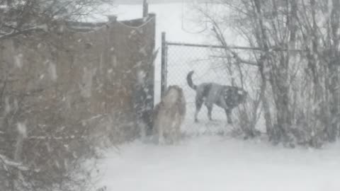 Avalanche is having fun in a snow storm.