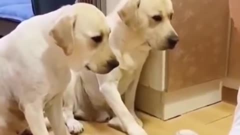 Funny Dogs