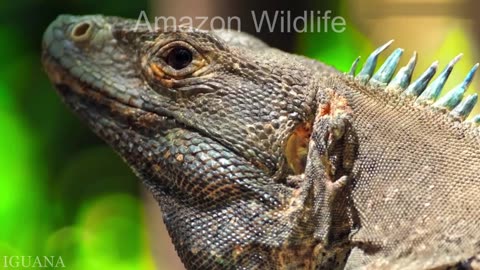 Wildlife Animals Relaxing Sound