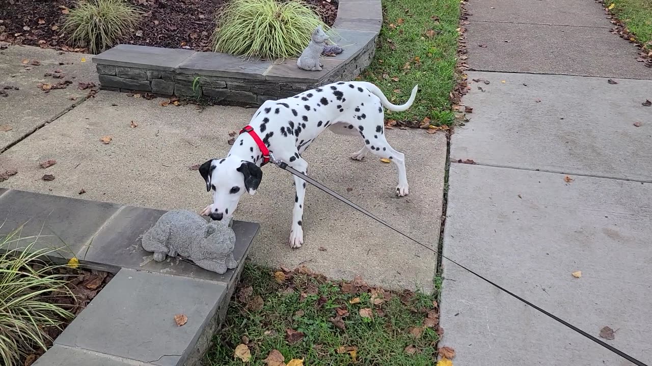 Luna vs Stone Cat