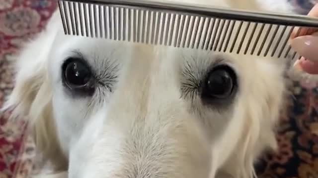 Plsdothecombfren