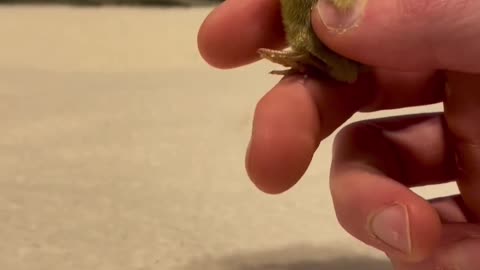 Little funny duck.