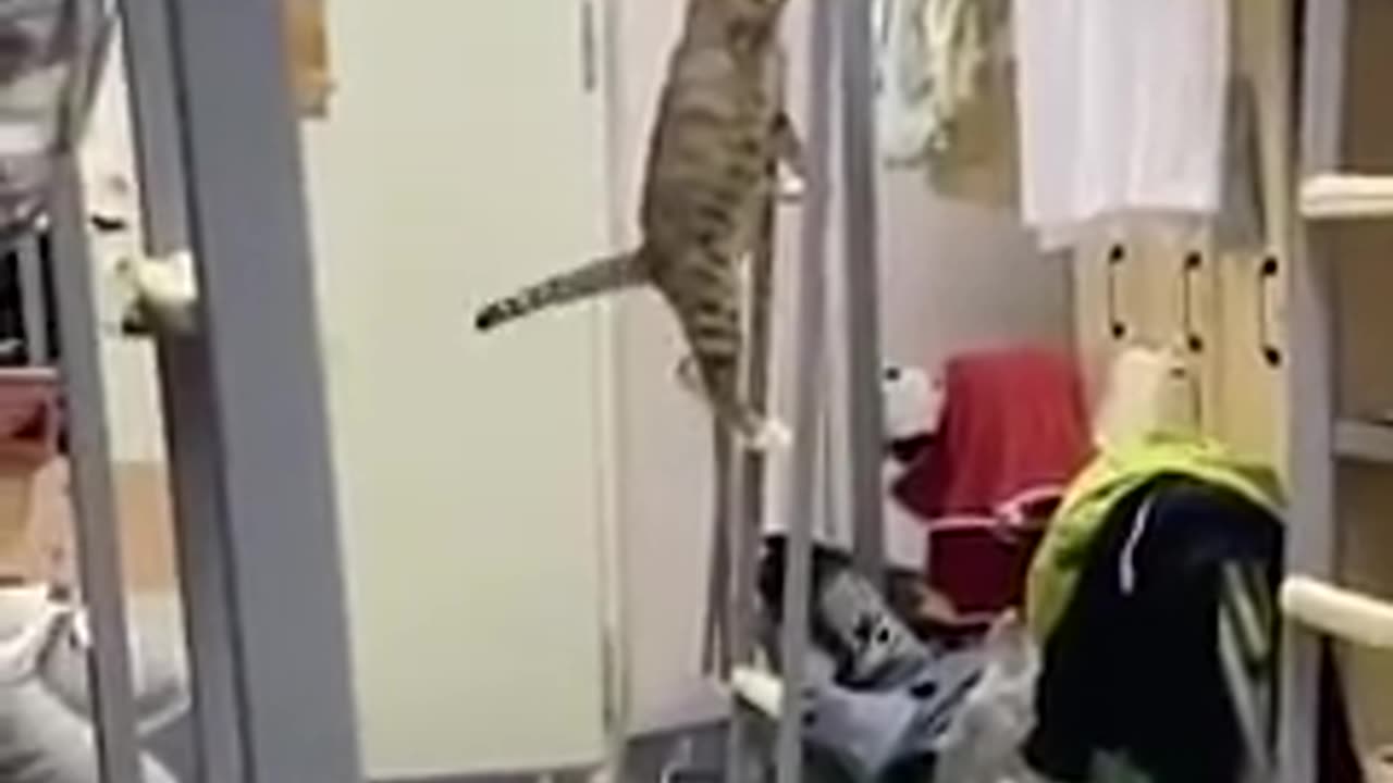 Cat funny video.. can you stop the lough 😄🤣🤣