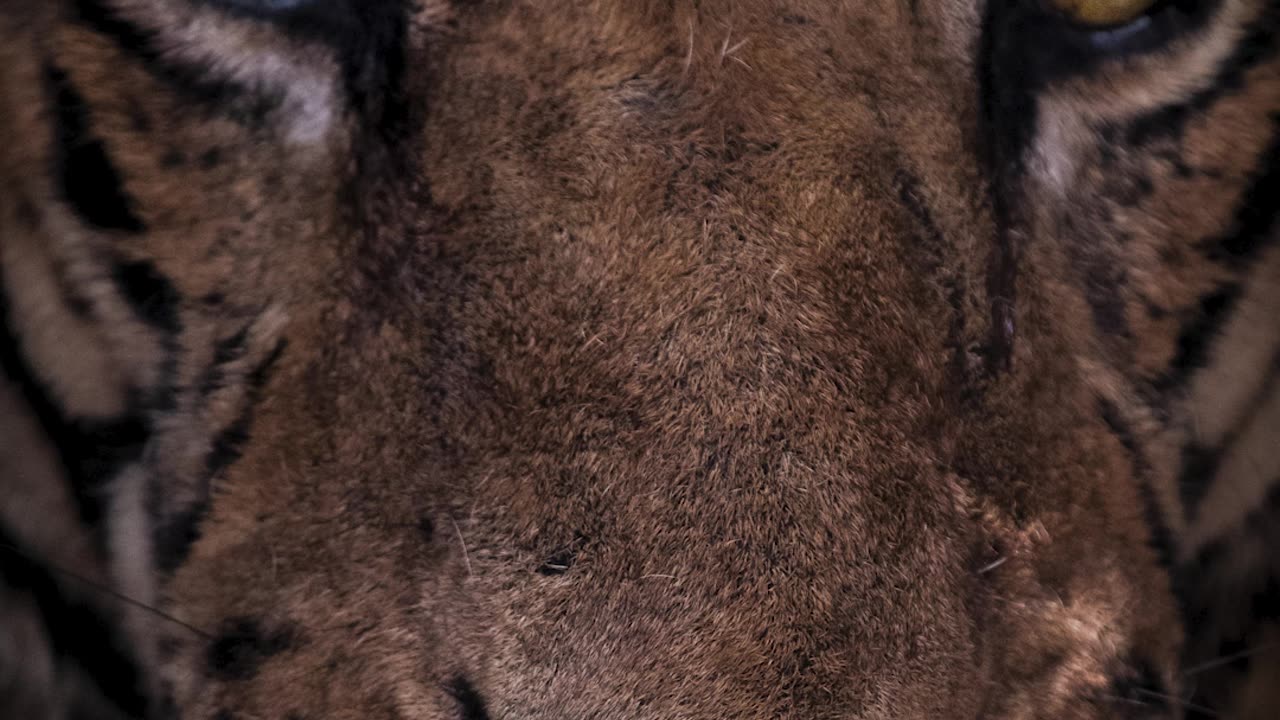 Tigers in Stunning Images: A Visual Journey"