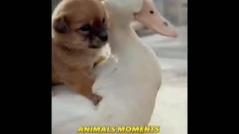 funny video of animals and their love with other