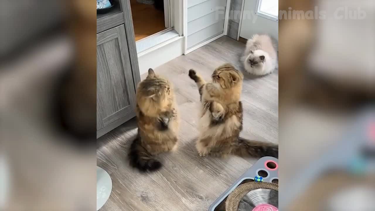 Funny animals video