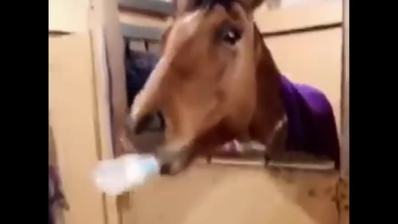 Cute And funny horse Videos Compilation cute moment of the horses - Cutest Horse #16