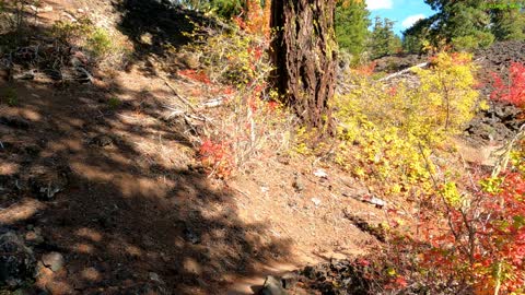 Virtual Forest Lake Hike Through Brilliant Fall Colors - Natural Bird Sounds