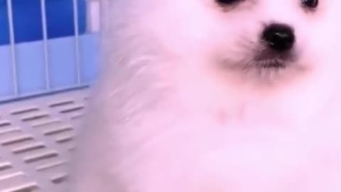 Cute puppies that will make you happy