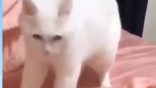 Funny Cat Videos 2021 | Funny animal Videos - Funny #Shorts