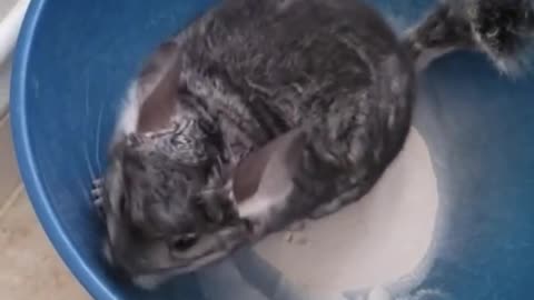 How a chinchilla bathes in flour