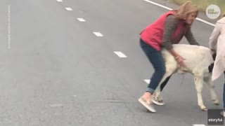 Calf saved by motorists after falling out of moving trailer on highway
