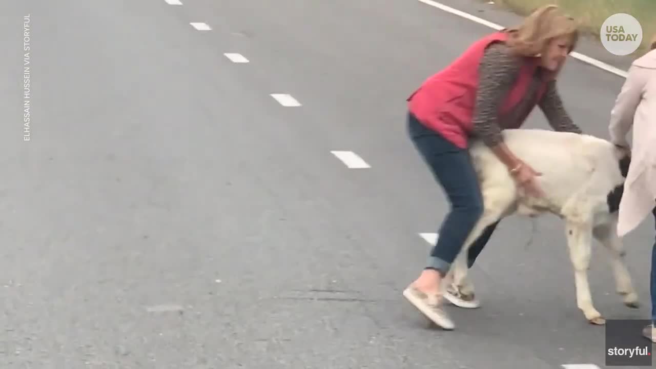 Calf saved by motorists after falling out of moving trailer on highway
