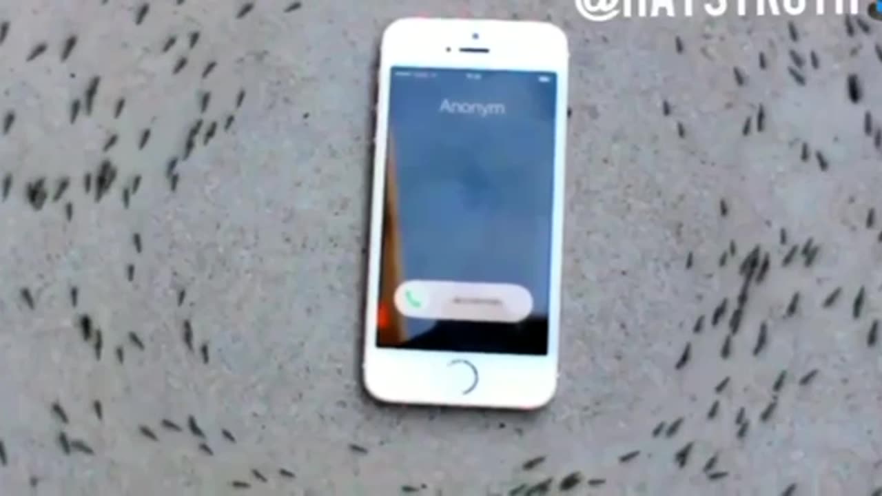 How ants act around a operational cell phone