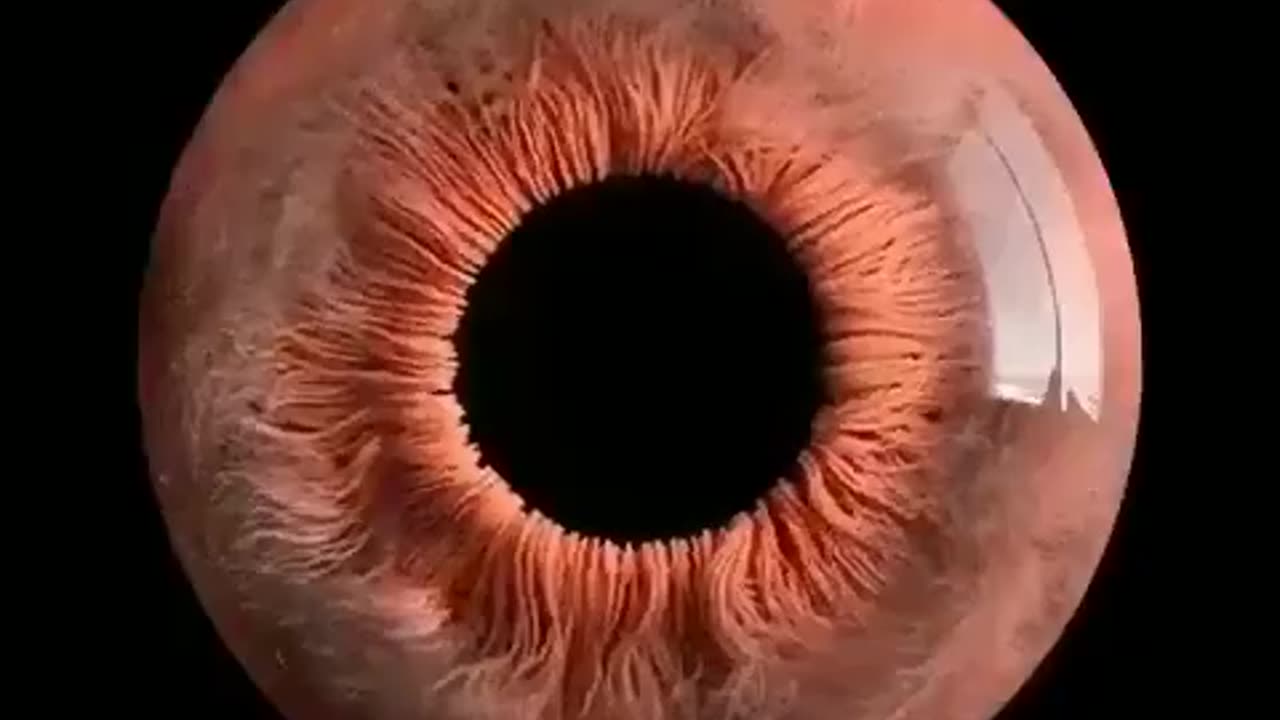 Inner Working of eye