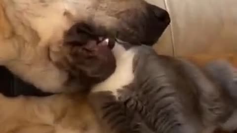 Funny dog pussy