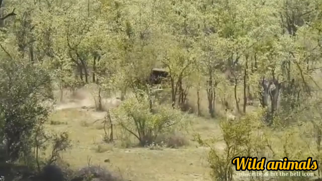How did the buffalo save itself from its enemies?