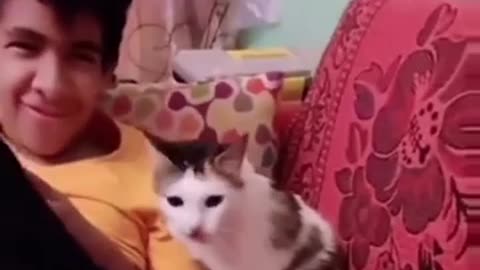 CUTE CAT MOMENTS | LOVELY MOMENTS | PRECIOUS CAPTURES