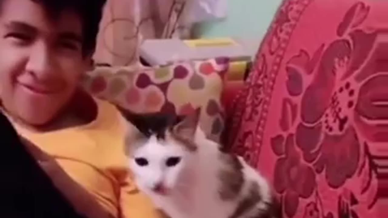 CUTE CAT MOMENTS | LOVELY MOMENTS | PRECIOUS CAPTURES