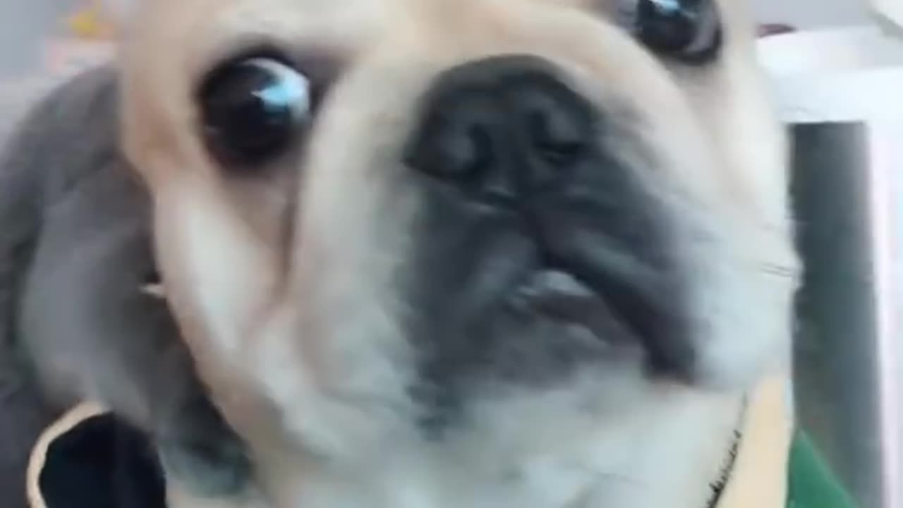 Baby Dogs Cute and Funny Dog Videos Compilation #22 Aww Animals 16